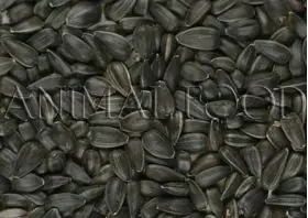 Slunečnice černá 3kg Koopje