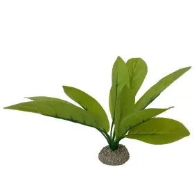 Akvarijní rostlina Echinodorus green 24cm Fabrieksprijs